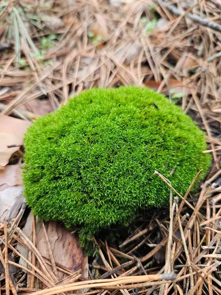 Çam ormanının zemininde yeşil bir yosun yumağı