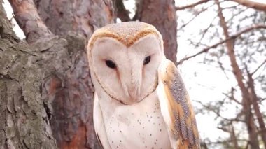 Bir ahır baykuşu kozalaklı bir kış ormanında bir çam dalında oturur.