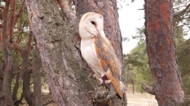 Bir ahır baykuşu kozalaklı bir kış ormanında bir çam dalında oturur.