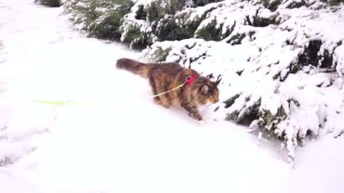 Üç renkli bir Maine Rakunu kışın karlı bir bahçede tasmayla dolaşır..