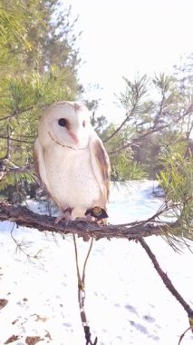 Bir ahır baykuşu kozalaklı bir kış ormanında bir çam dalında oturur.