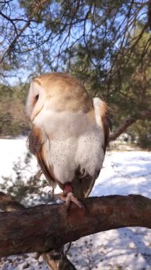 Bir ahır baykuşu kozalaklı bir kış ormanında bir çam dalında oturur.