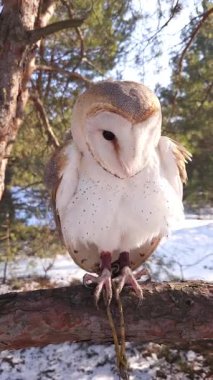Bir ahır baykuşu kozalaklı bir kış ormanında bir çam dalında oturur.