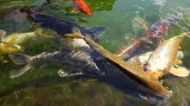 Renkli koi sazanı, yaz güneşinde parıldayan bir havuzda yüzer.