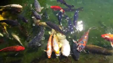 Renkli koi sazanı, yaz güneşinde parıldayan bir havuzda yüzer.