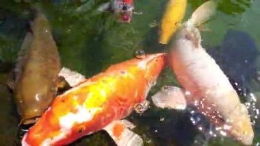 Renkli koi sazanı, yaz güneşinde parıldayan bir havuzda yüzer.