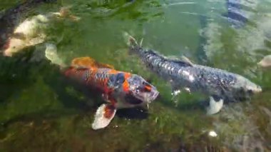 Renkli koi sazanı, yaz güneşinde parıldayan bir havuzda yüzer.