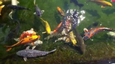 Renkli koi sazanı, yaz güneşinde parıldayan bir havuzda yüzer.