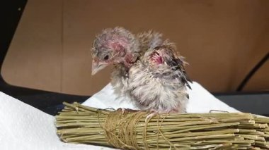 Şirin bir ispinoz yavrusu bir demet lavanta sapına oturur ve tüylerini yolar.