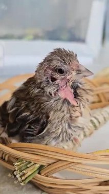 Şirin bir ispinoz yavrusu bir demet lavanta sapına oturur ve tüylerini yolar.