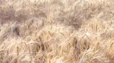 Ukrayna buğday tarlası, batan güneşte yıkanan, rüzgarda çırpınan