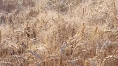 Ukrayna buğday tarlası, batan güneşte yıkanan, rüzgarda çırpınan