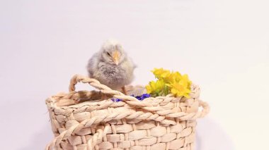 Beyaz arka planda yumuşak tüylü, sepetli ve çuha çiçekli tatlı bir piliç.