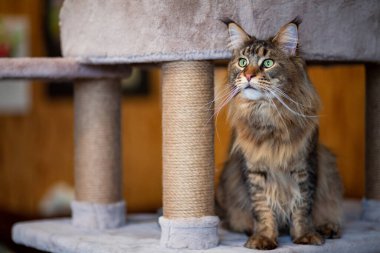 Oyun standındaki sevimli gri tekir kedicik Maine Rakunu portresi