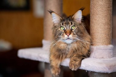 Oyun standındaki sevimli gri tekir kedicik Maine Rakunu portresi