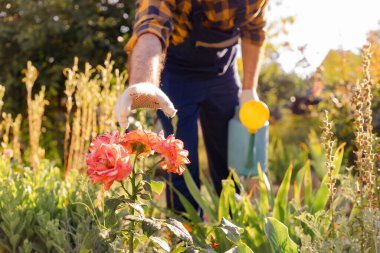 A gardener in work clothes with a watering can in his hand, reaches for a blooming rose. Close-up. The concept of gardening and floristry.