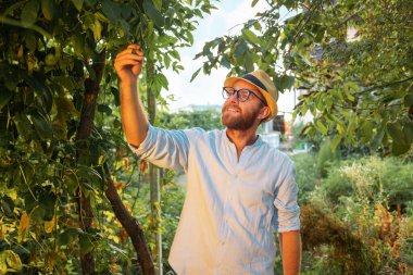 Botanists research. Bearded caucasian man in a straw hat and glasses examines trees branch. The concept of organic gardening and farming.