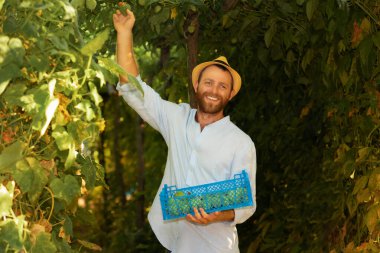 Smiling caucasian gardener wearing straw hat holds a box with harvest and picking fruits. The concept of harvesting and local farming.