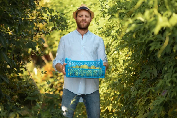 Organic local farming. Bearded smiling caucasian gardener in a straw hat holds a box with a harvest of passion fruit. The concept of harvesting and gardening.