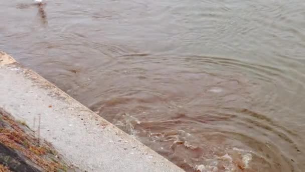 Zanieczyszczenie Rzeki Ściekami Mewy Latają Blisko Płynącej Brudnej Wody Przemysłowe — Wideo stockowe