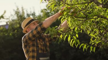 Portrait of a sad gardener pruning dry branches on a tree. Close-up. Slow motion. The concept of gardening and horticulture.
