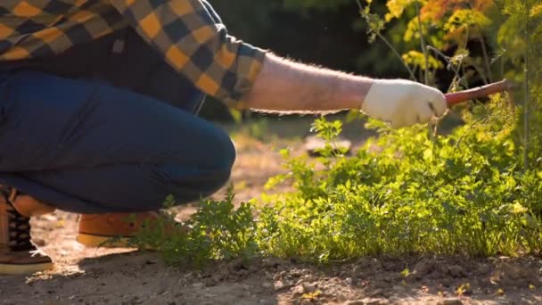 Gardener Gloves Work Clothes Hoening Herbs Beds Weeds Parsley Greens — стоковое видео