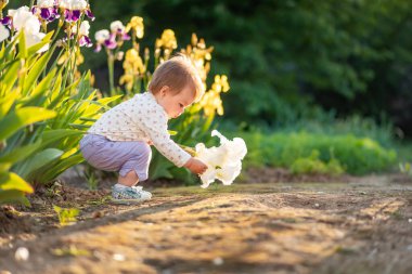 A cute little baby holds an iris flower in his hands, sitting near irises bushes. Sunset sunlight. The concept of a happy childhood.