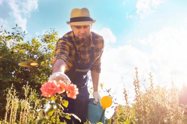 Cauvasian man in work clothes and straw hat with a watering can in his hand, reaches for a blooming rose. Bottom view. The concept of gardening and floristry.