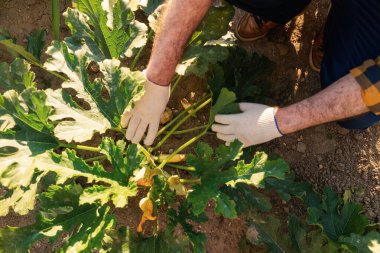 Springtime. A gardener in gloves inspects a zucchini bush. Top view, close-up of hands. The concept of gardening and horticulture.