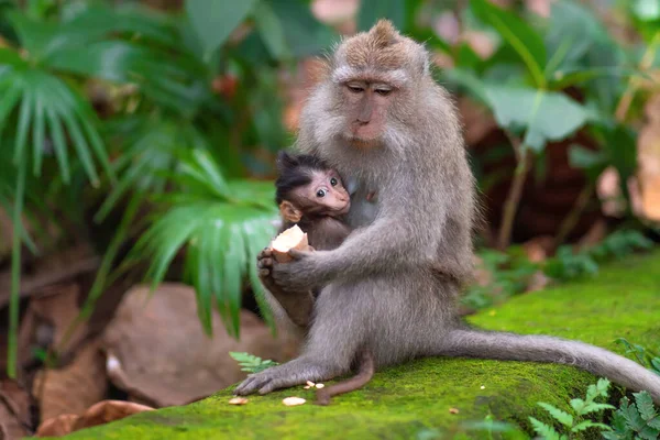 Ein Affe Füttert Sein Baby Mit Einem Interessanten Blick Nahaufnahme — Stockfoto