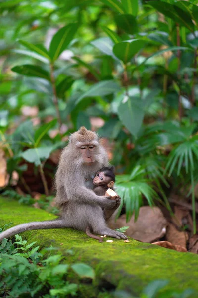 Adult Monkey Baby His Arms Engaged Feeding — Foto de Stock
