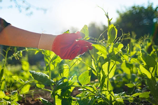 Gloved hand of a worker shows the sprouts of green peas. Close-up of hand and plant beds. Gardening and planting concept.