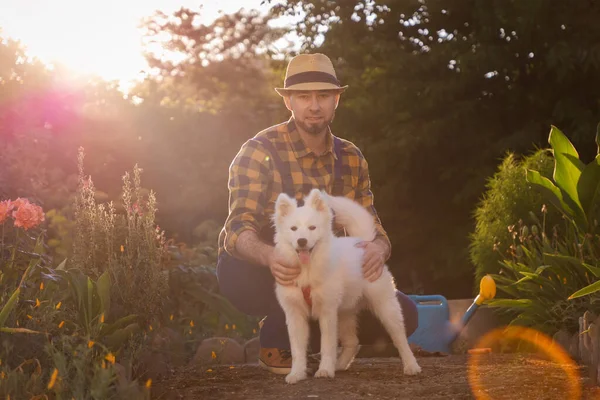 Beyaz Samoyed köpeğiyle poz veren, günlük kıyafetler giyen yakışıklı beyaz bir adam. Arka planda güneşli bir bahçe. Antrenman hayvanı ve mutlu köpek günü konsepti.