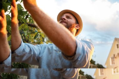 Gardener wearing straw hat and picking fruits. Bottom view. The concept of harvesting and local organic farming.