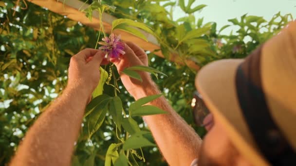 Jardinero Sombrero Paja Toca Flor Fruta Pasión Con Sus Manos — Vídeo de stock