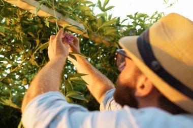 Hasır şapkalı bahçıvan tutkulu bir meyve çiçeğini inceliyor. Arkadan, omzunun üstünden. Organik bahçe ve tropikal sera konsepti.