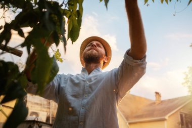 Hasır şapka takan ve meyve toplayan sakallı bahçıvan. Hasat ve yerel organik tarım kavramı.