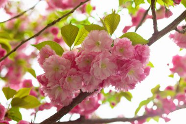 Pembe kiraz çiçeklerinin dallarını kapatın. Hanami bahar sezonu.