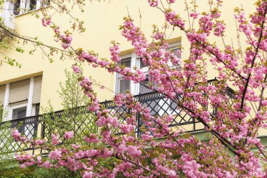 Arka planda kiraz çiçekleri ve balkon dalı var. Hanami bahar sezonu.
