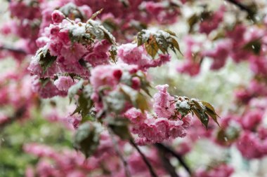 Karla kaplanmış kiraz çiçekleri dalları. Hanami bahar sezonu.