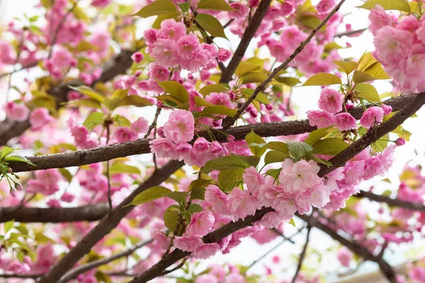Zweige Von Kirschblüten Hanami Frühlingszeit — Stockfoto