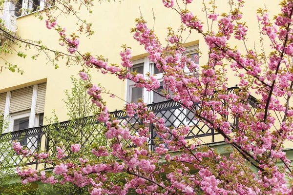 樱花的分枝和阳台背景 花美春季节 — 图库照片