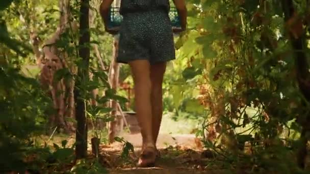 Jardinería Cosecha Una Niña Camina Por Jardín Con Fruta Pasión — Vídeos de Stock