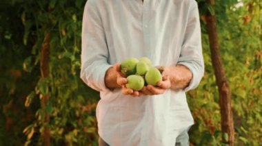 - Yerel tarım. Bir bahçıvan elinde tutkulu bir meyve mahsulü tutuyor, yakından. Yavaş çekim, yakınlaştır. Organik bahçe ve tarım kavramı..