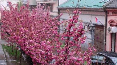 Çiçekli sakura ağaçları karları kaplıyor. Karlı hava. Güzel pembe kiraz çiçekleri. Hanami bahar sezonu. Yavaş çekim.