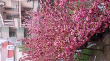 Hanami bahar sezonu. Çiçekli sakura ağaçları ve karlı hava. Güzel kiraz çiçekleri. Ağır çekim. Dikey yönelim.