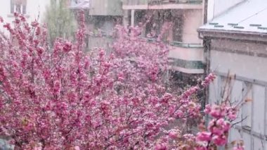 Çiçekli sakura ağaçları karları kaplıyor. Karlı hava. Güzel pembe kiraz çiçeklerine yakın çekim. Hanami bahar sezonu. Yavaş çekim.
