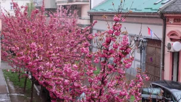 Ulica Kwitnącymi Drzewami Sakury Pokrywającymi Śnieg Śnieżna Pogoda Piękne Różowe — Wideo stockowe