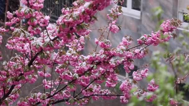 Sluiten Van Bloeiende Sakura Bomen Die Sneeuw Bedekken Sneeuwachtig Weer — Stockvideo