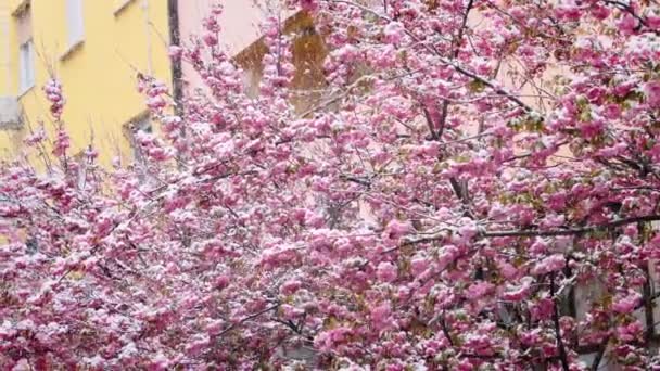 Ветви Сакуры Покрытые Снегом Снежная Погода Красивые Цветы Сакуры Весенний — стоковое видео